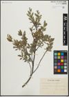 Foto von Salix arbuscula L.
